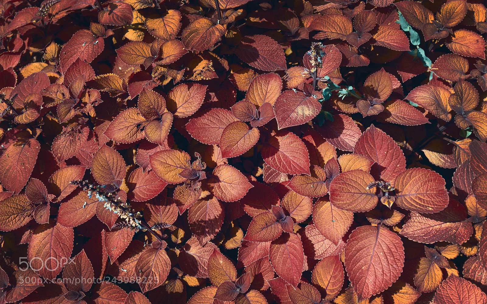 Canon EOS 650D (EOS Rebel T4i / EOS Kiss X6i) sample photo. Floral patterns photography