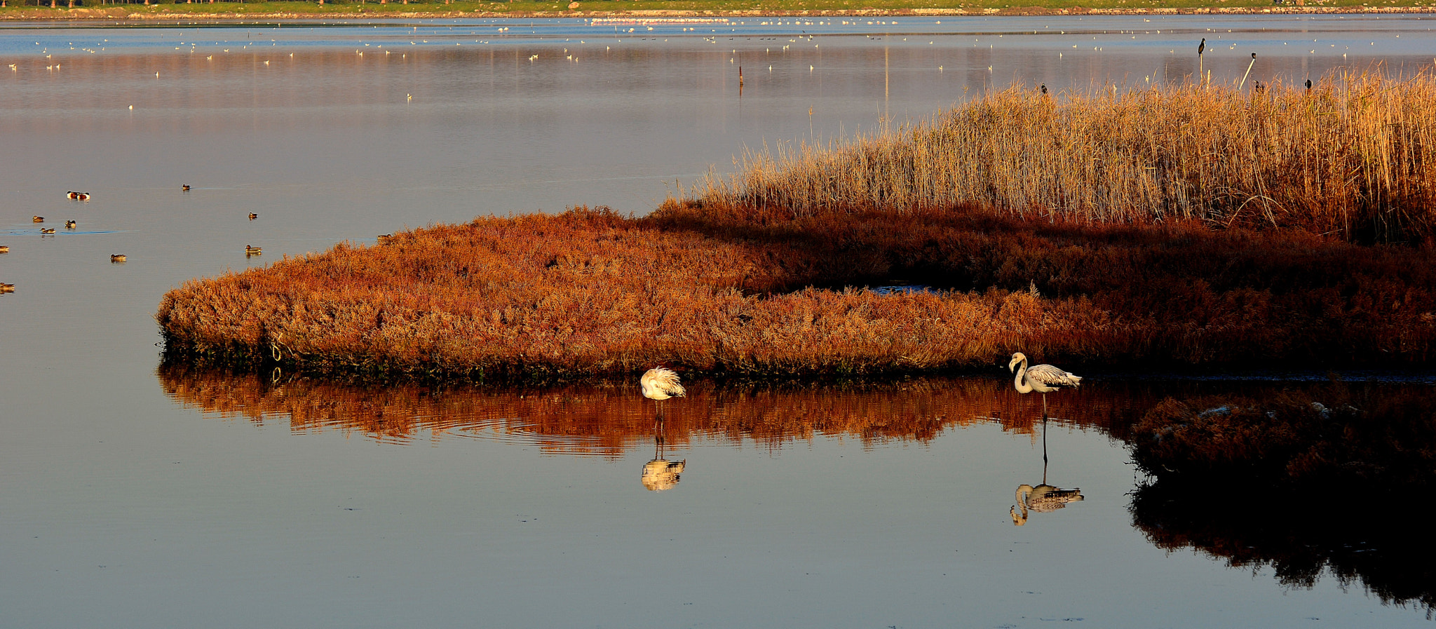 Nikon D7100 sample photo. Flamingo photography