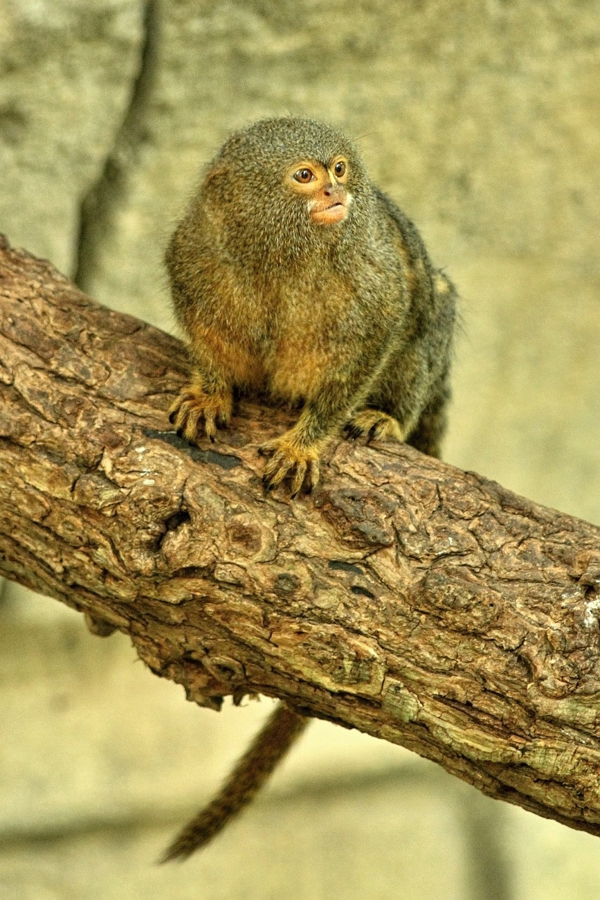 Canon EF 70-300mm F4-5.6 IS USM sample photo. Monkey photography