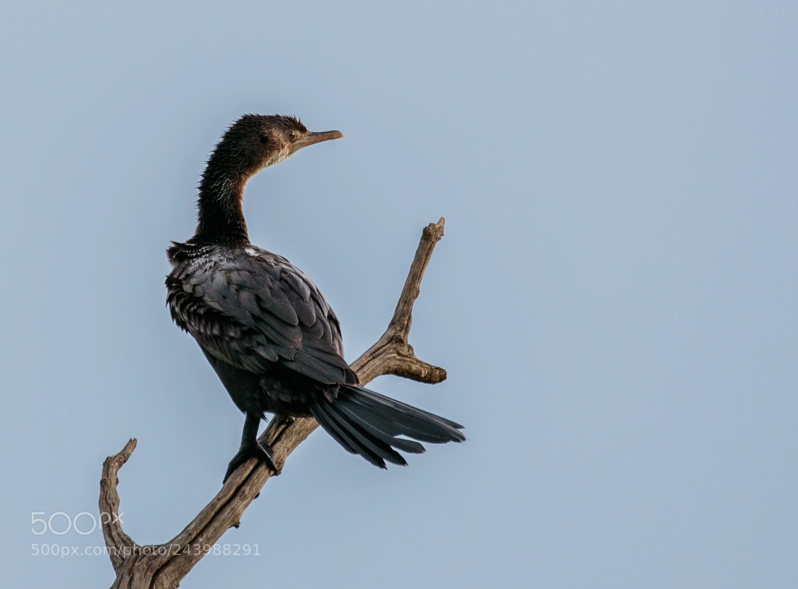 Canon EOS 7D Mark II sample photo. Comorant on branch photography