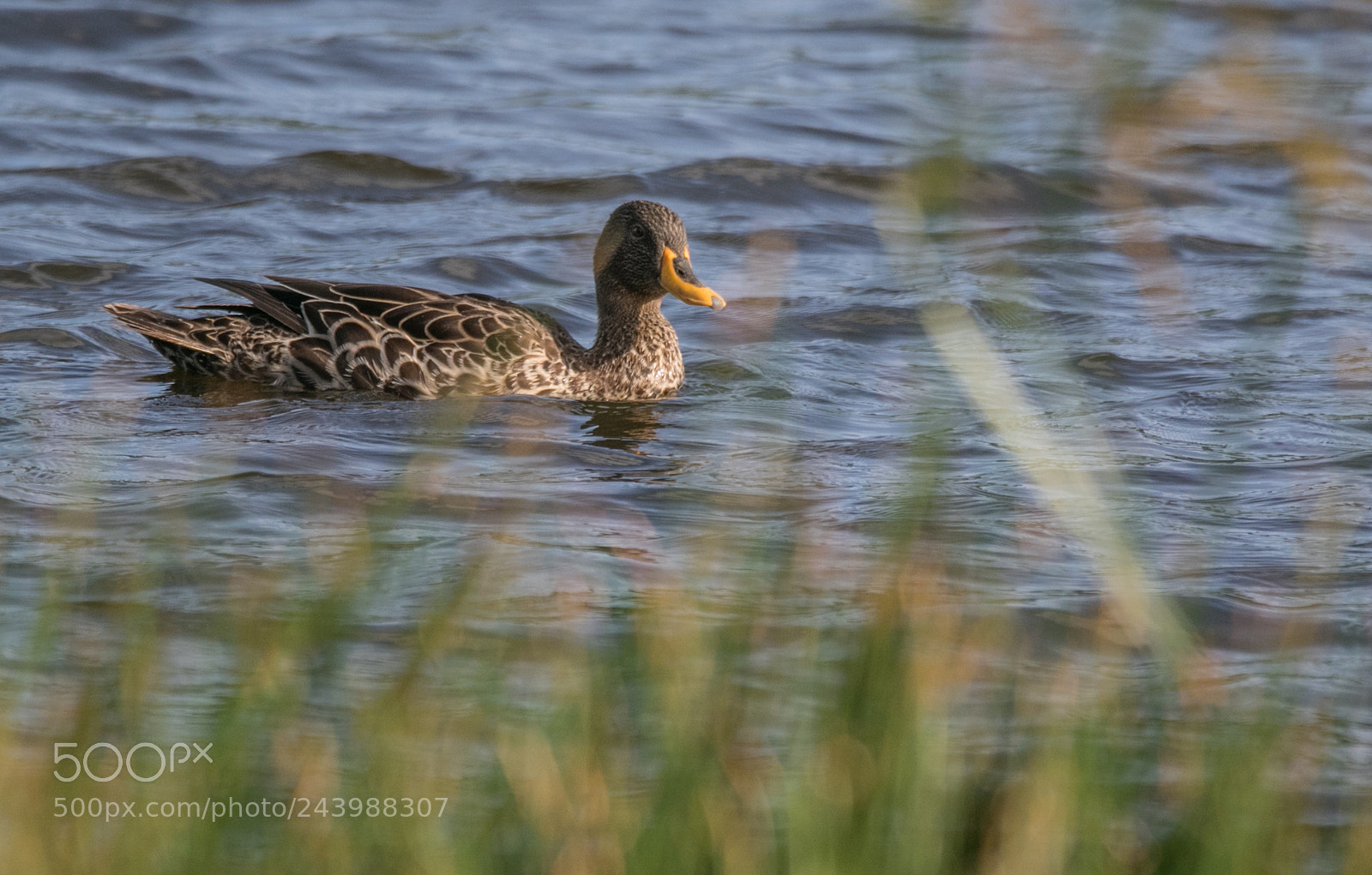 Canon EOS 7D Mark II sample photo. Duck through grass photography