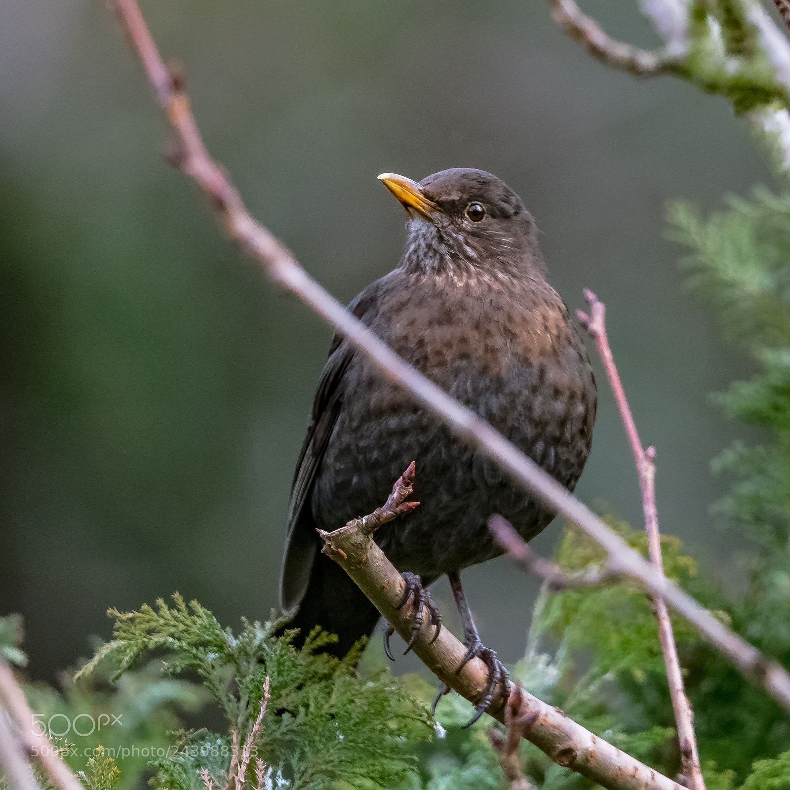 Nikon D850 sample photo. Blackbird - female photography