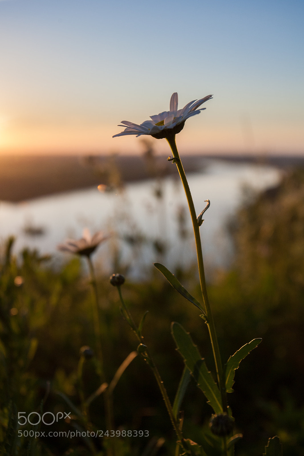 Canon EOS 5D sample photo. Flower photography