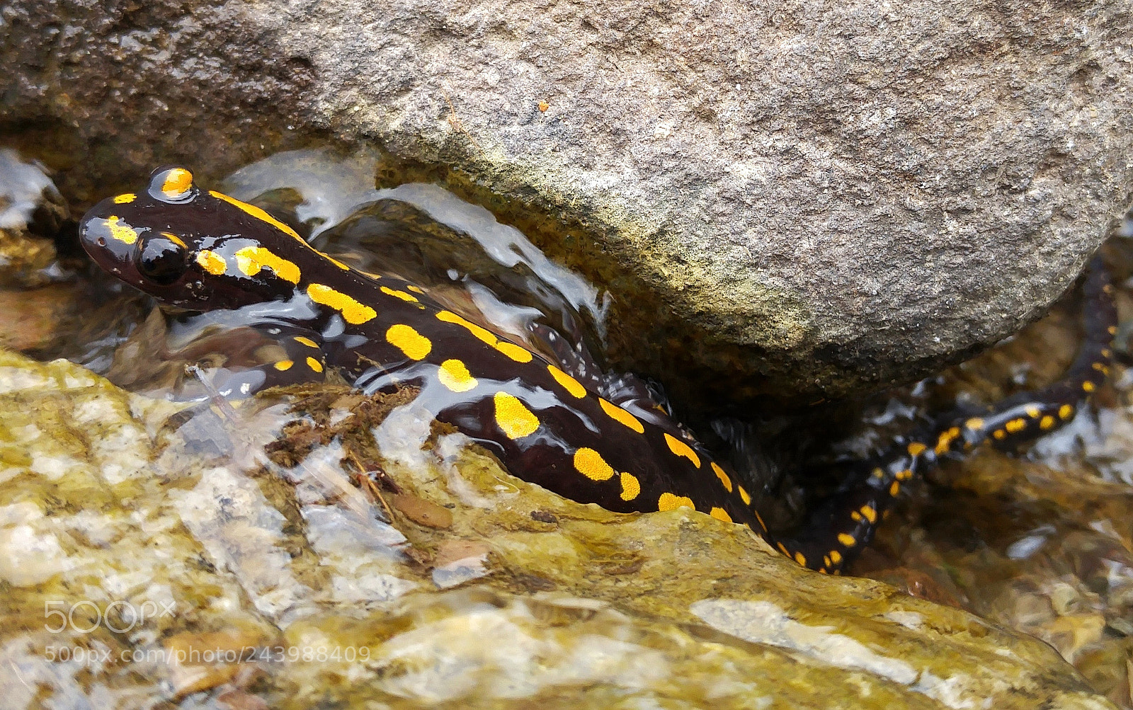 LG G4 sample photo. Mertensiella caucasica photography