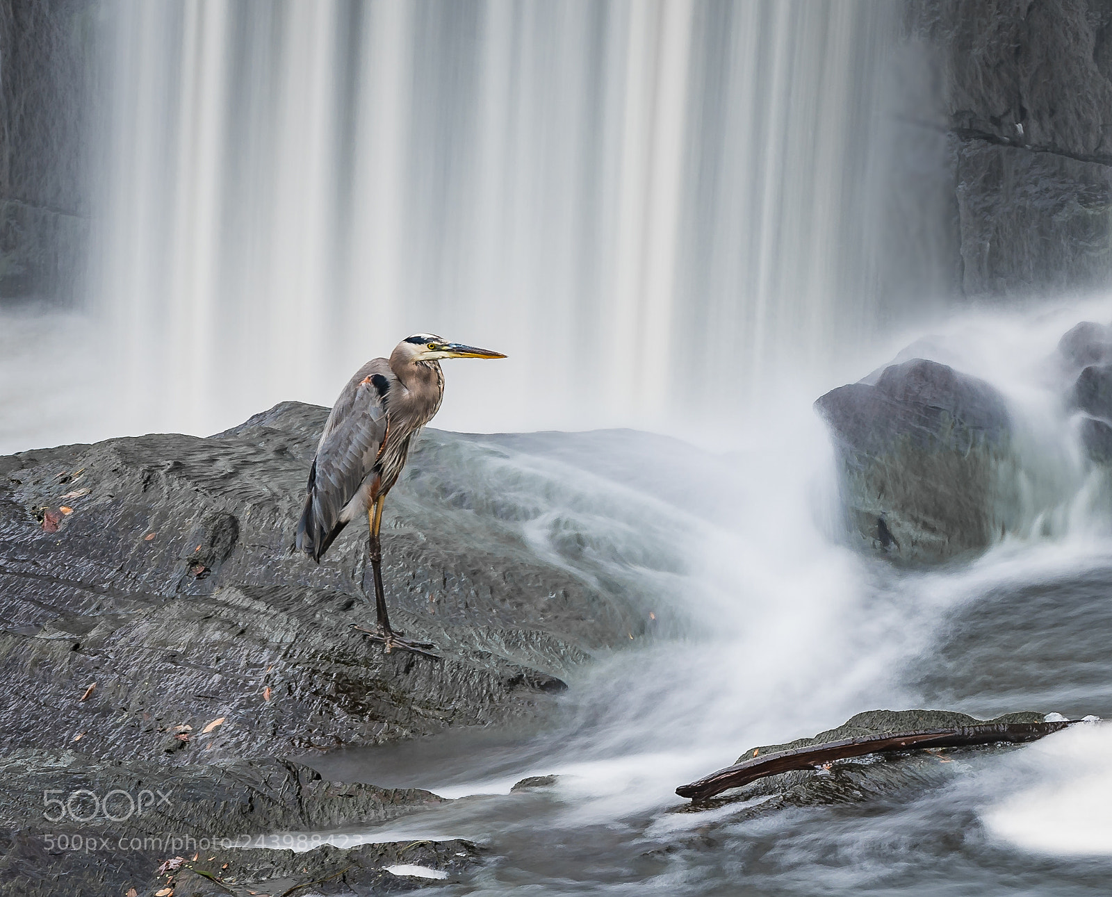 Nikon D810 sample photo. Still movement photography