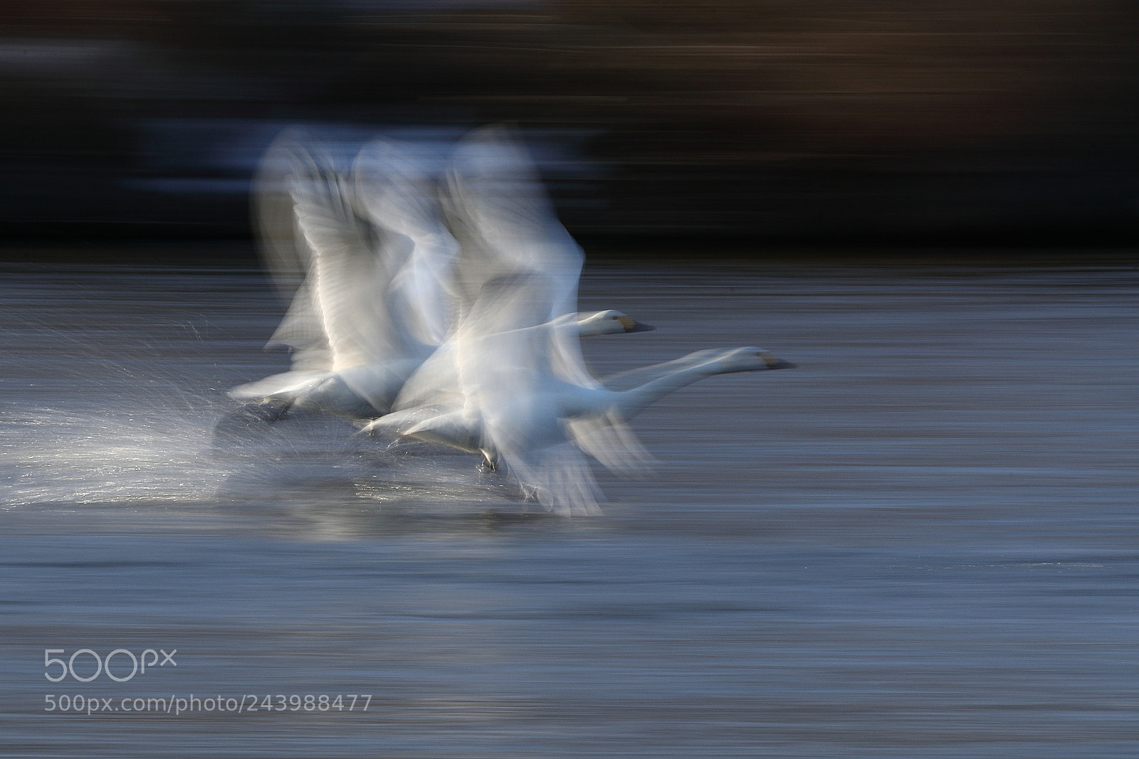 Canon EOS 7D Mark II sample photo. 白鳥 swan 0485 photography
