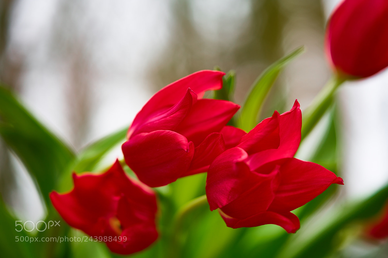 Sony a7 II sample photo. Tulips photography