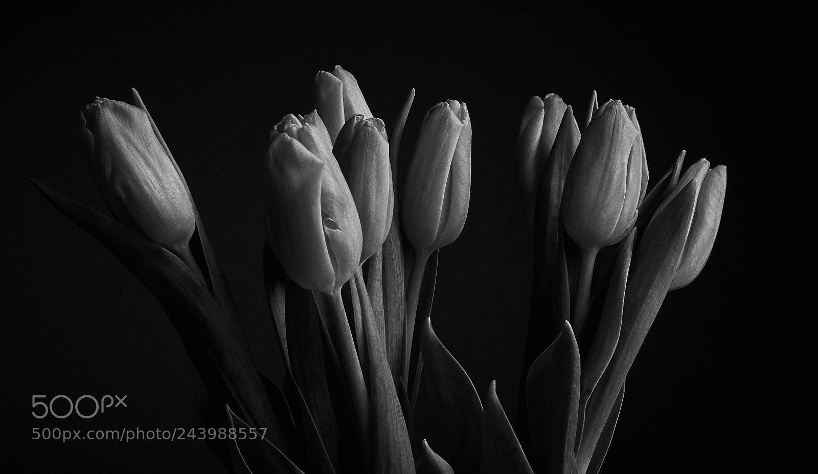 Nikon D7200 sample photo. Mono tulips photography