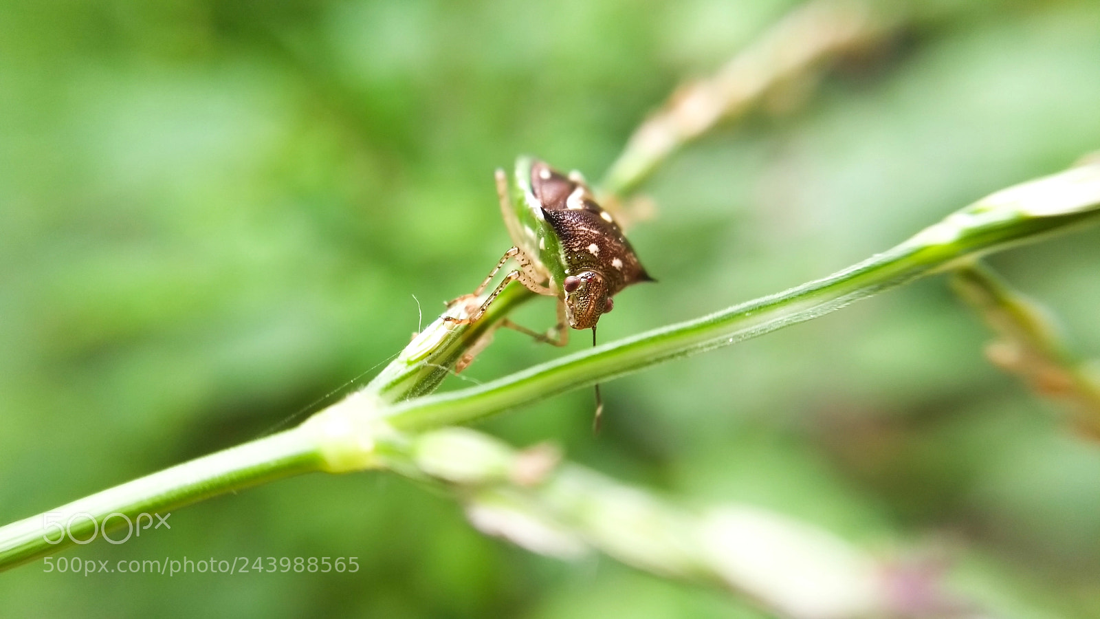 Motorola Moto G (5th Gen) sample photo. Untitled photography