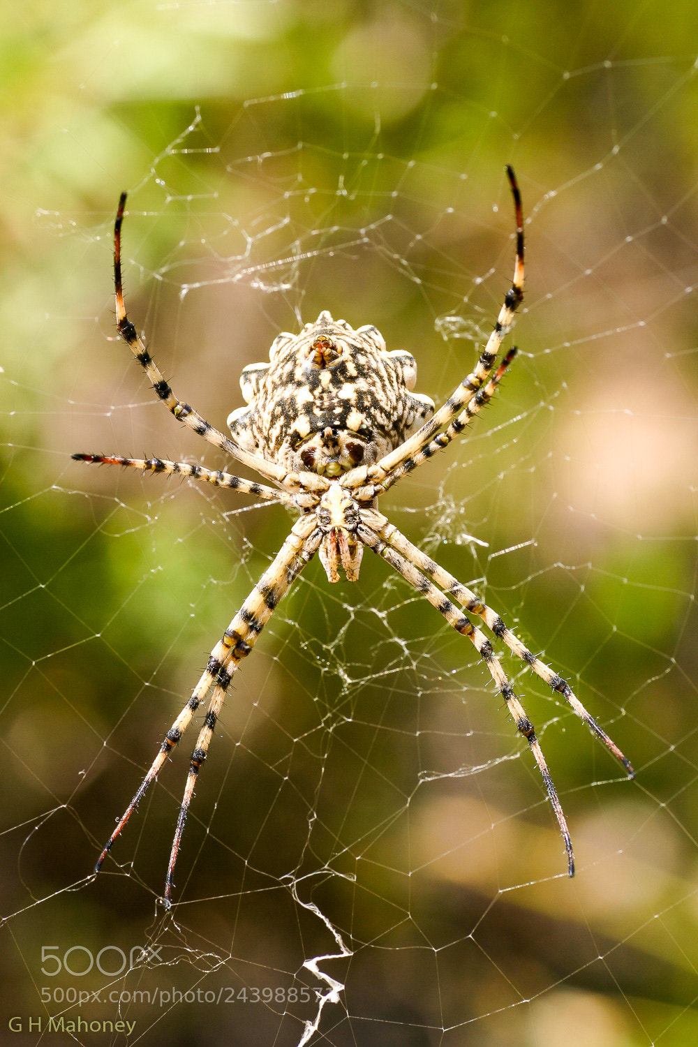 Canon EOS 300D (EOS Digital Rebel / EOS Kiss Digital) sample photo. Argiope lobata photography
