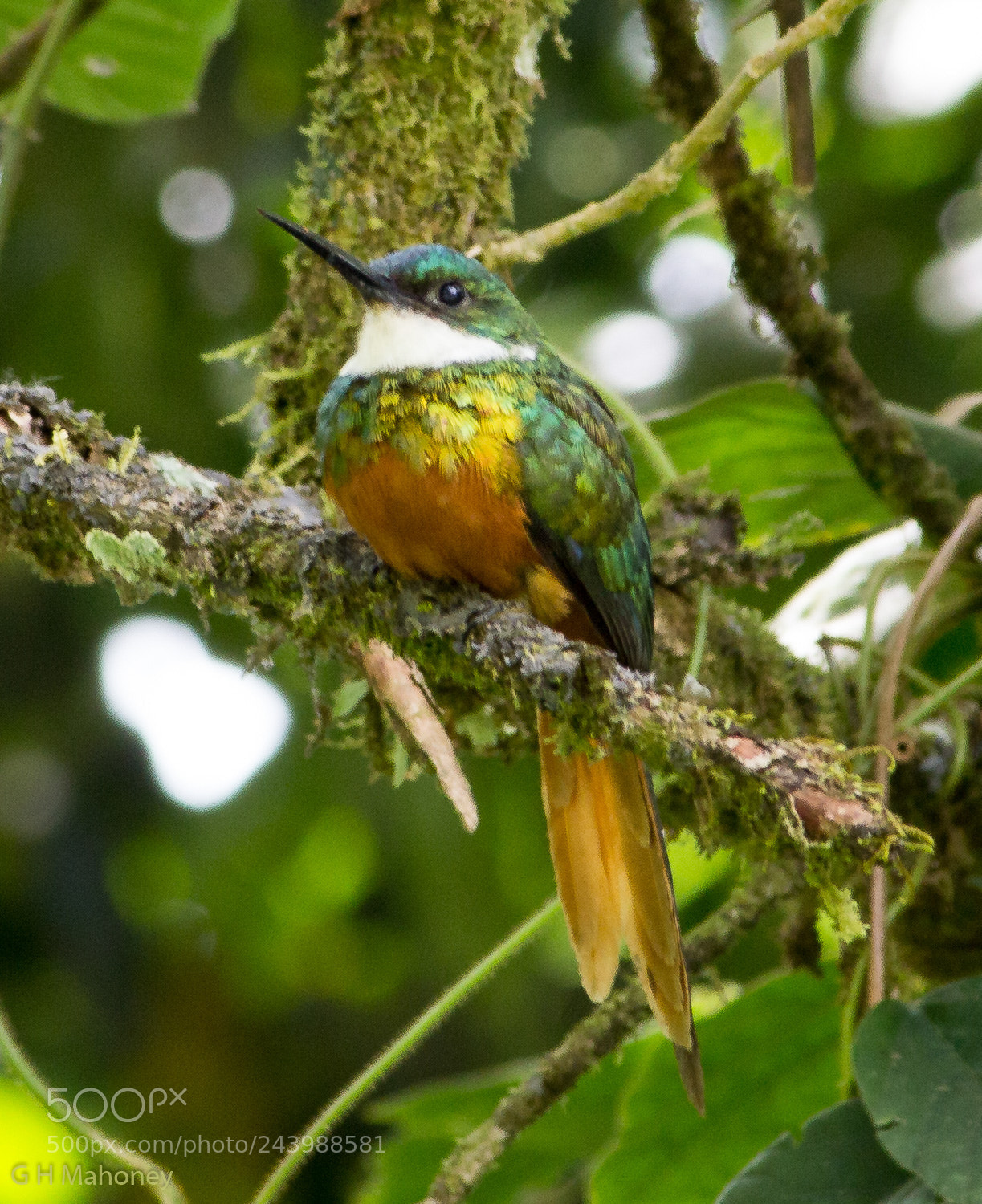 Canon EOS 60D sample photo. Rufous-tailed jacamar photography