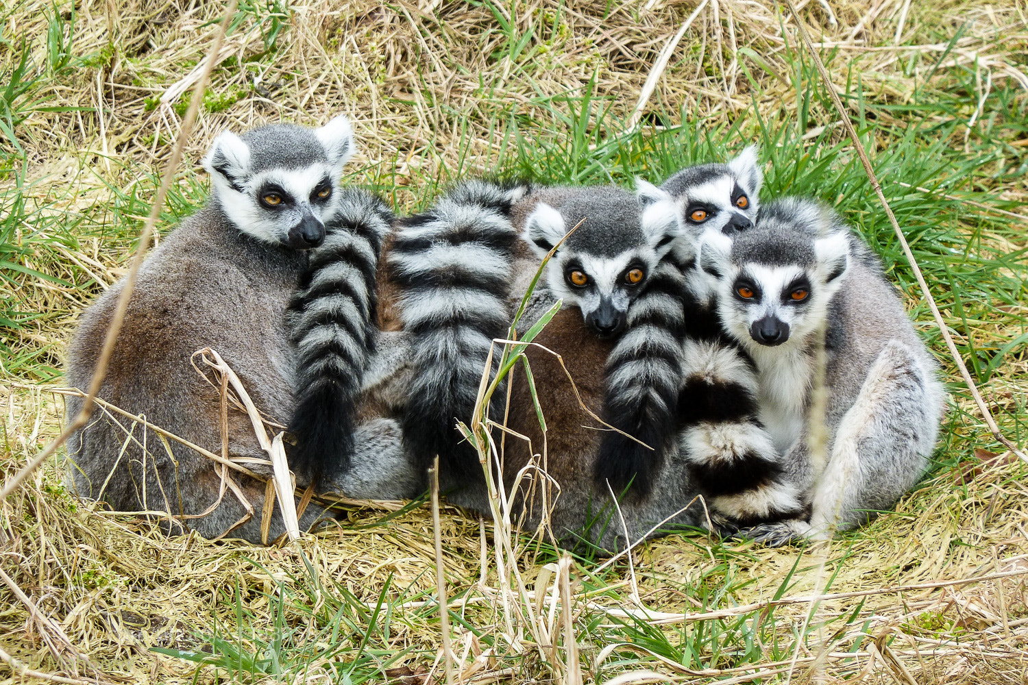 Panasonic Lumix DMC-ZS7 (Lumix DMC-TZ10) sample photo. Ring-tailed lemurs photography