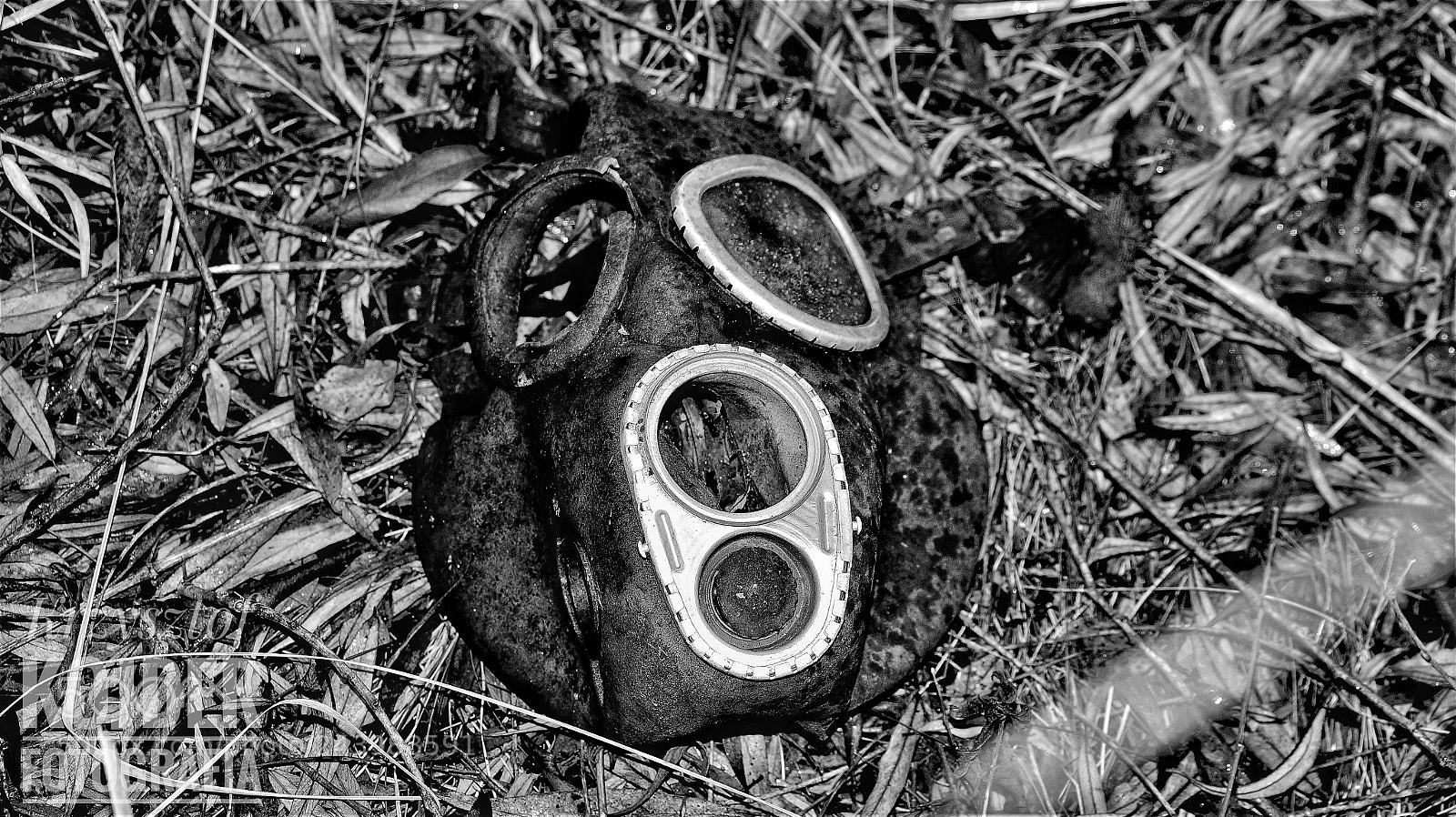 Sony SLT-A58 sample photo. In the forest photography