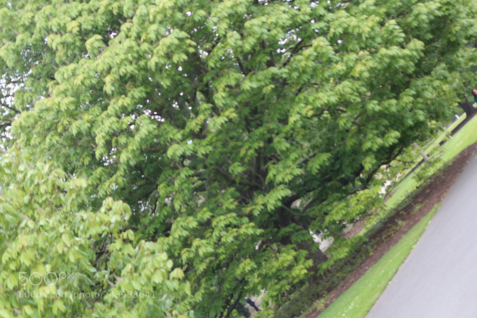 Canon EOS 650D (EOS Rebel T4i / EOS Kiss X6i) sample photo. Img photography