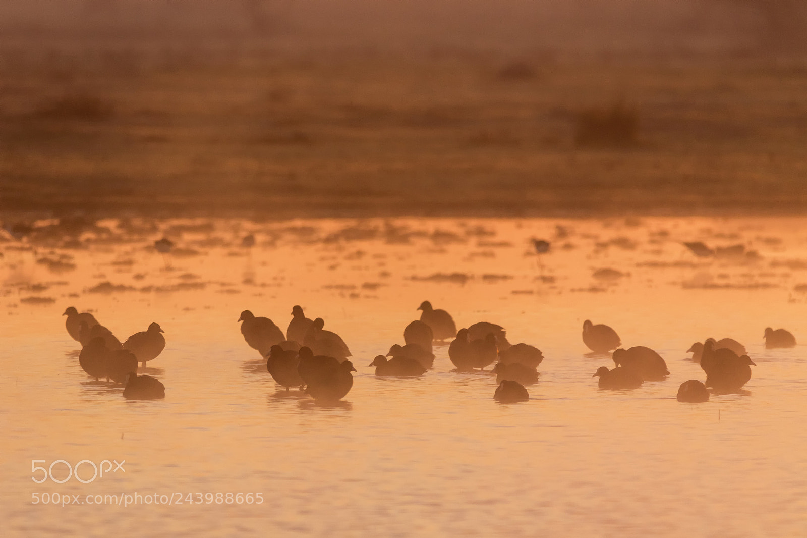 Canon EOS 7D Mark II sample photo. 20180127 doñana - 019 photography