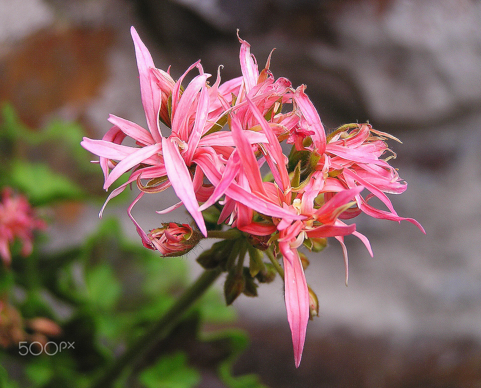 Olympus C740UZ sample photo. Feathered geranium photography