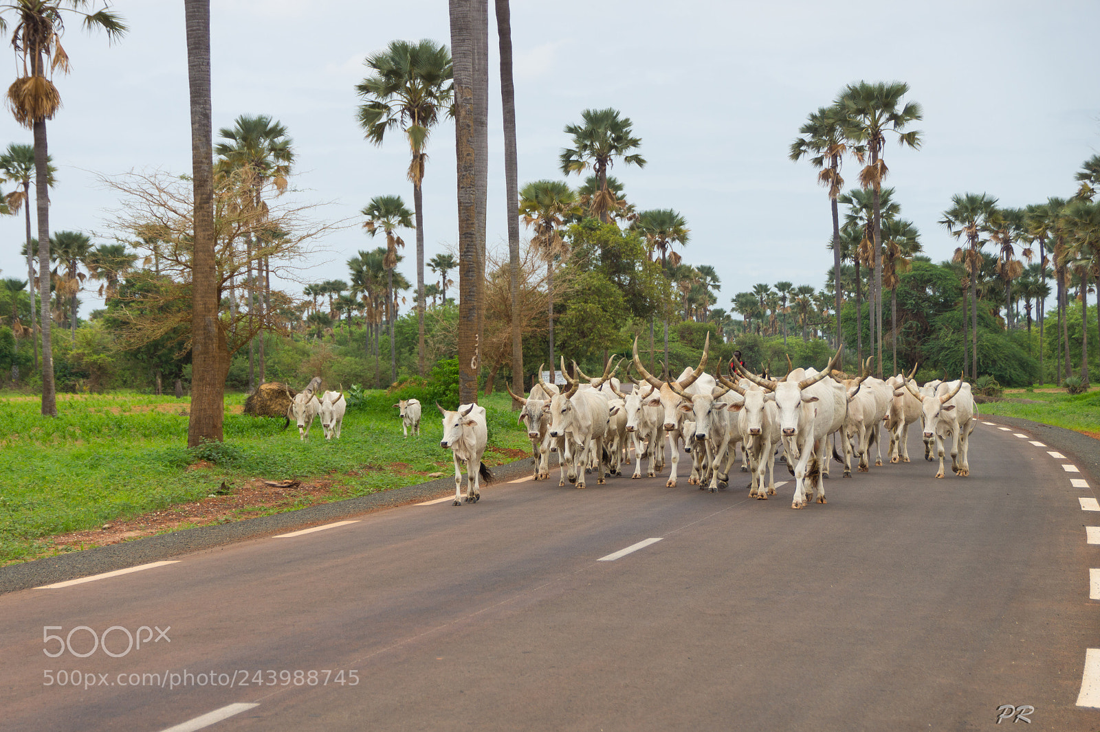 Sony SLT-A77 sample photo. Zebu herd photography