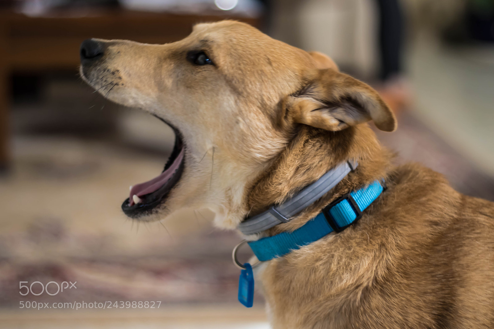 Canon EOS 200D (EOS Rebel SL2 / EOS Kiss X9) sample photo. Maple yawning photography