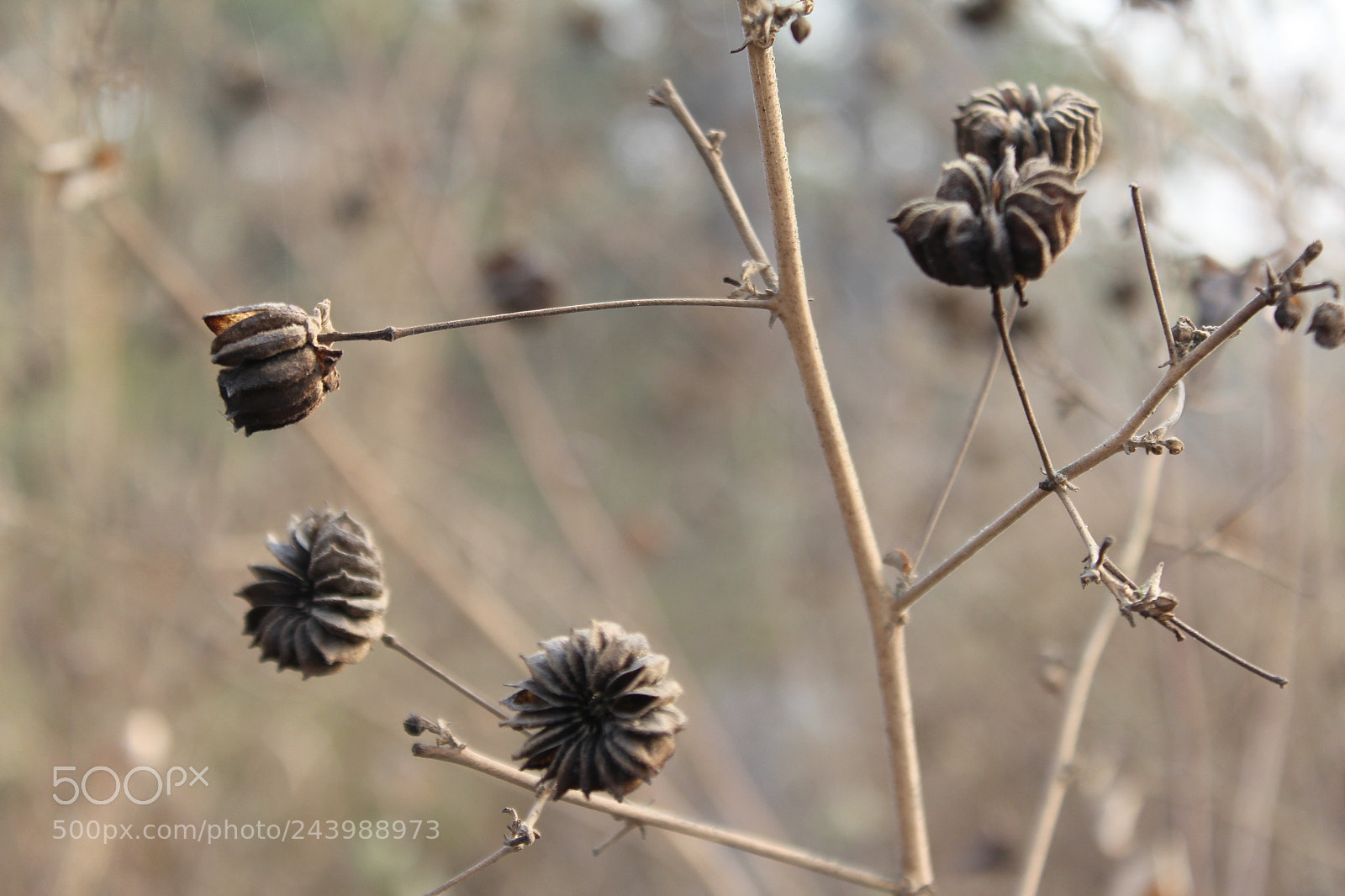 Canon EOS 1200D (EOS Rebel T5 / EOS Kiss X70 / EOS Hi) sample photo. Beautiful photography