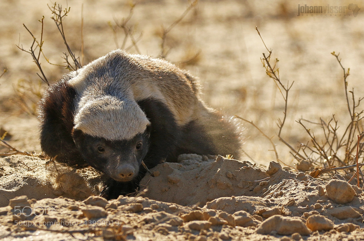 Canon EOS 7D Mark II sample photo. The digger photography