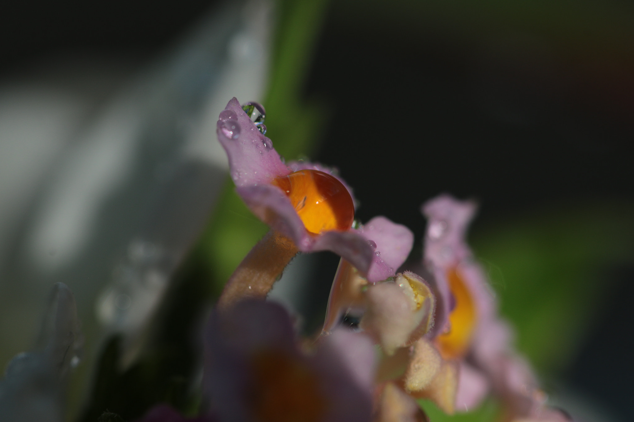 Canon EOS 70D + Canon EF 22-55mm f/4-5.6 USM sample photo. Rain drops on a flower petal photography