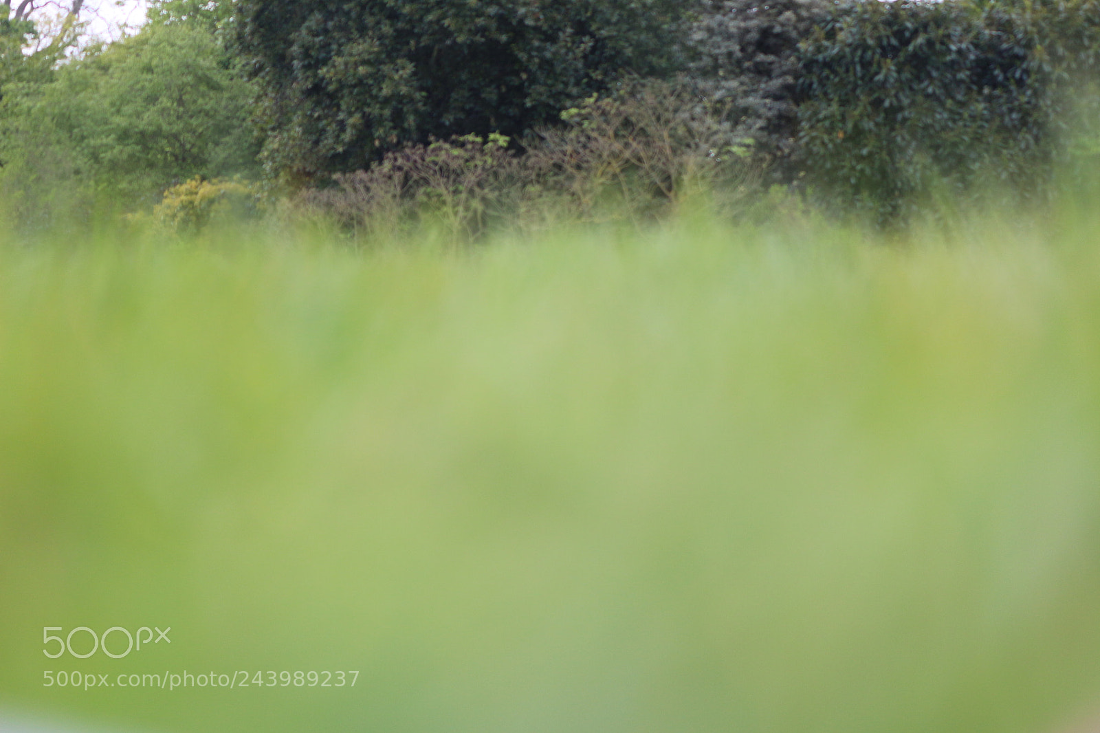 Canon EOS 650D (EOS Rebel T4i / EOS Kiss X6i) sample photo. Img photography