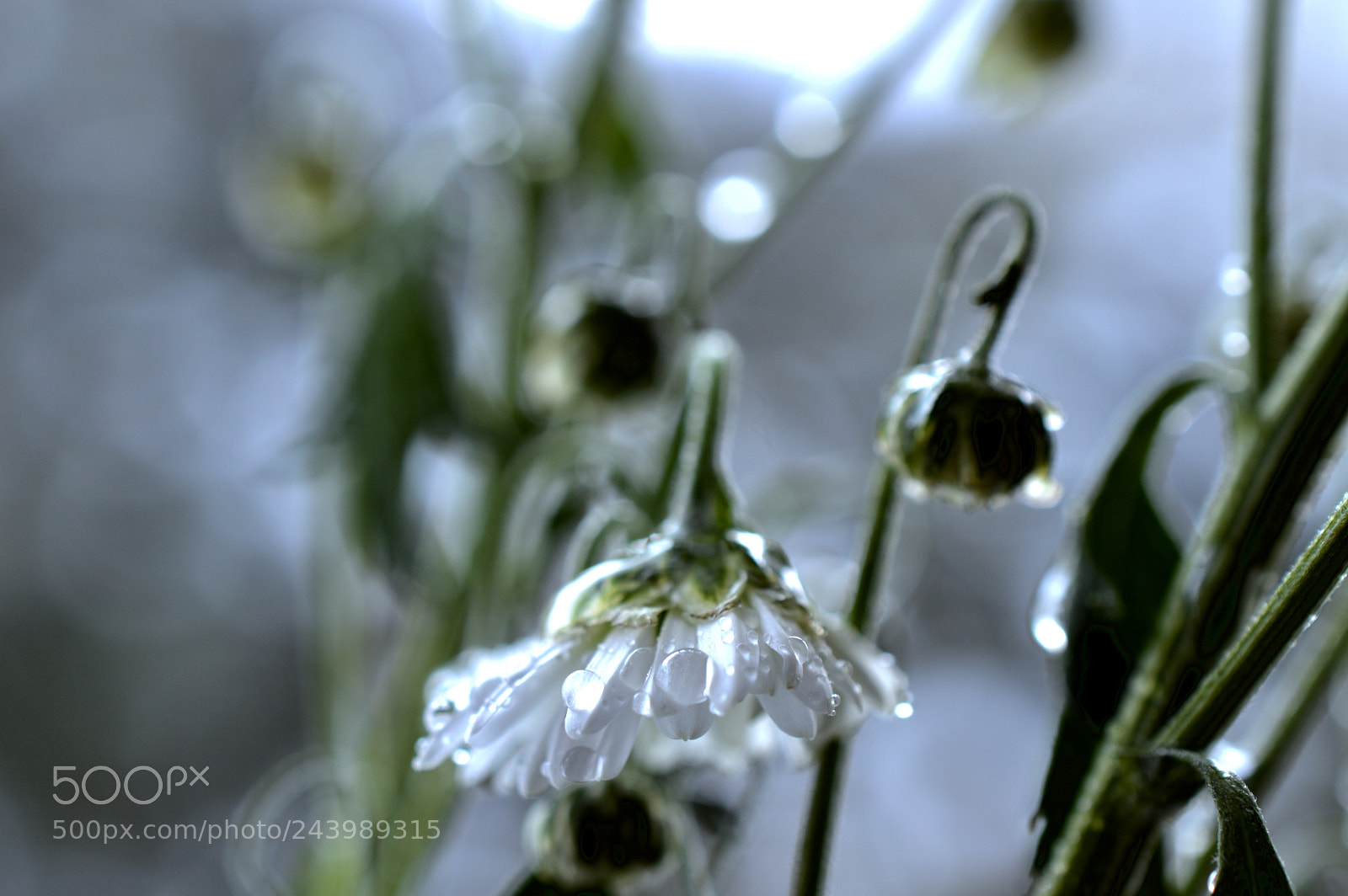 Nikon D3200 sample photo. Fragile beauty *¨* photography