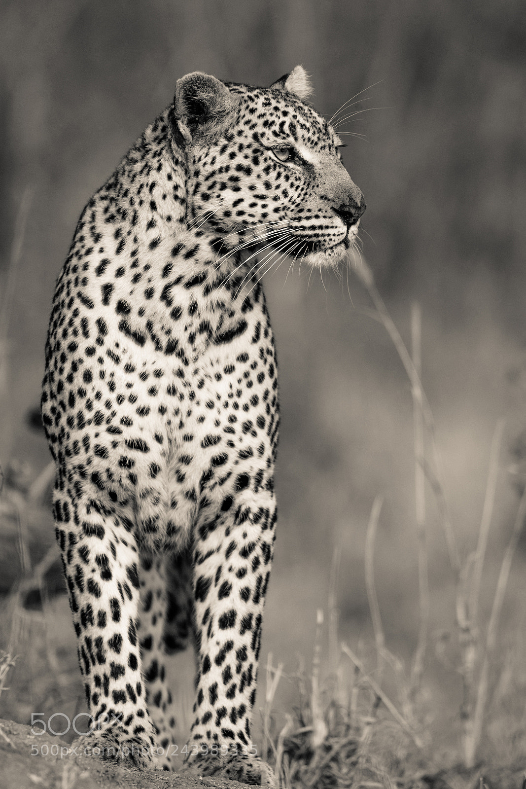 Canon EOS-1D X Mark II sample photo. Leopard of sabi sand photography