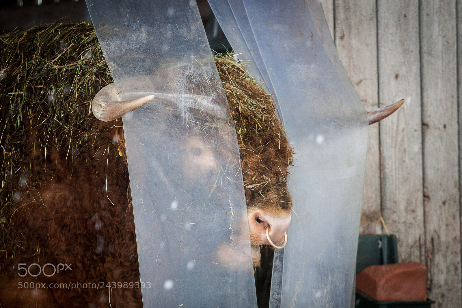 Canon EOS 30D sample photo. Highland cattle photography