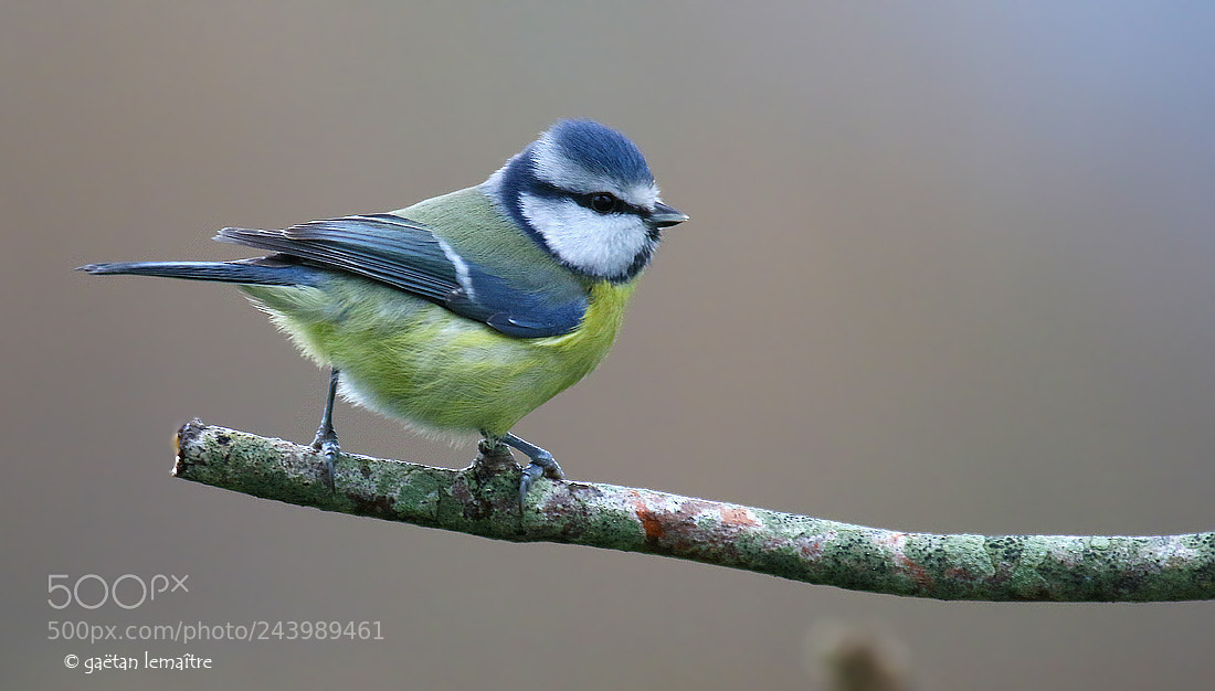 Canon EOS 7D Mark II sample photo. Tit tit photography