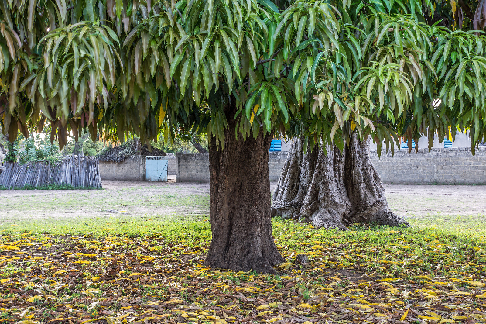 Sony SLT-A77 sample photo. Trees in the village photography