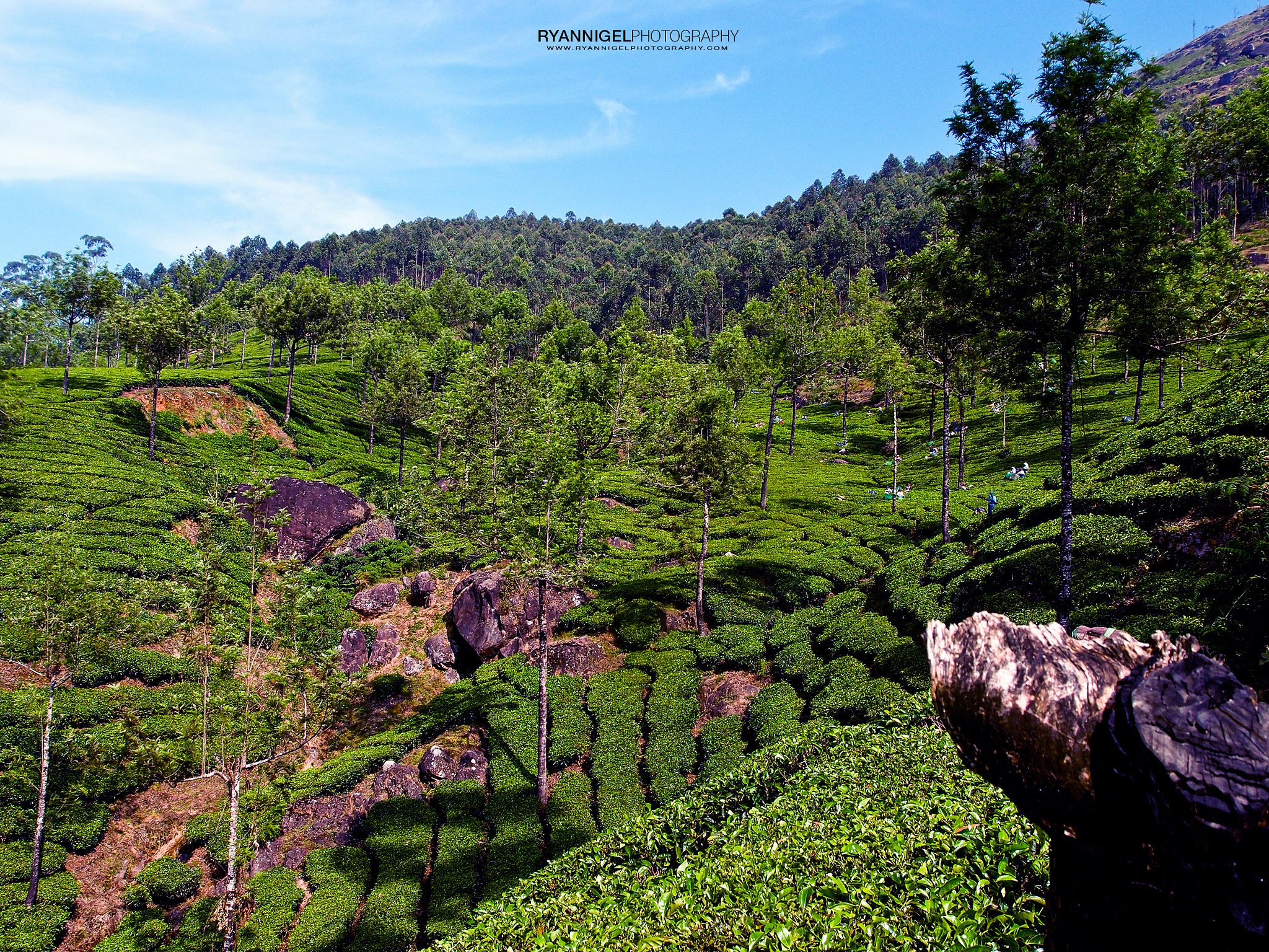 Olympus XZ-1 sample photo. Munnar tea plantations photography
