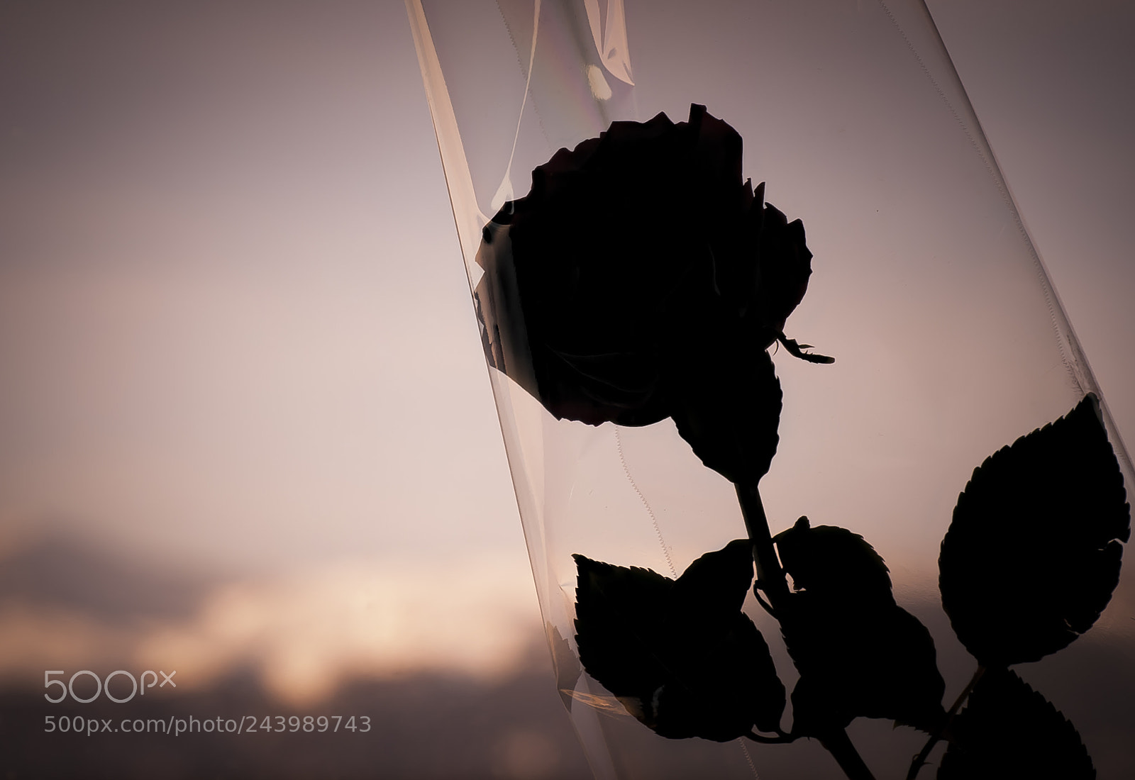 Nikon D3000 sample photo. Wrapped love photography