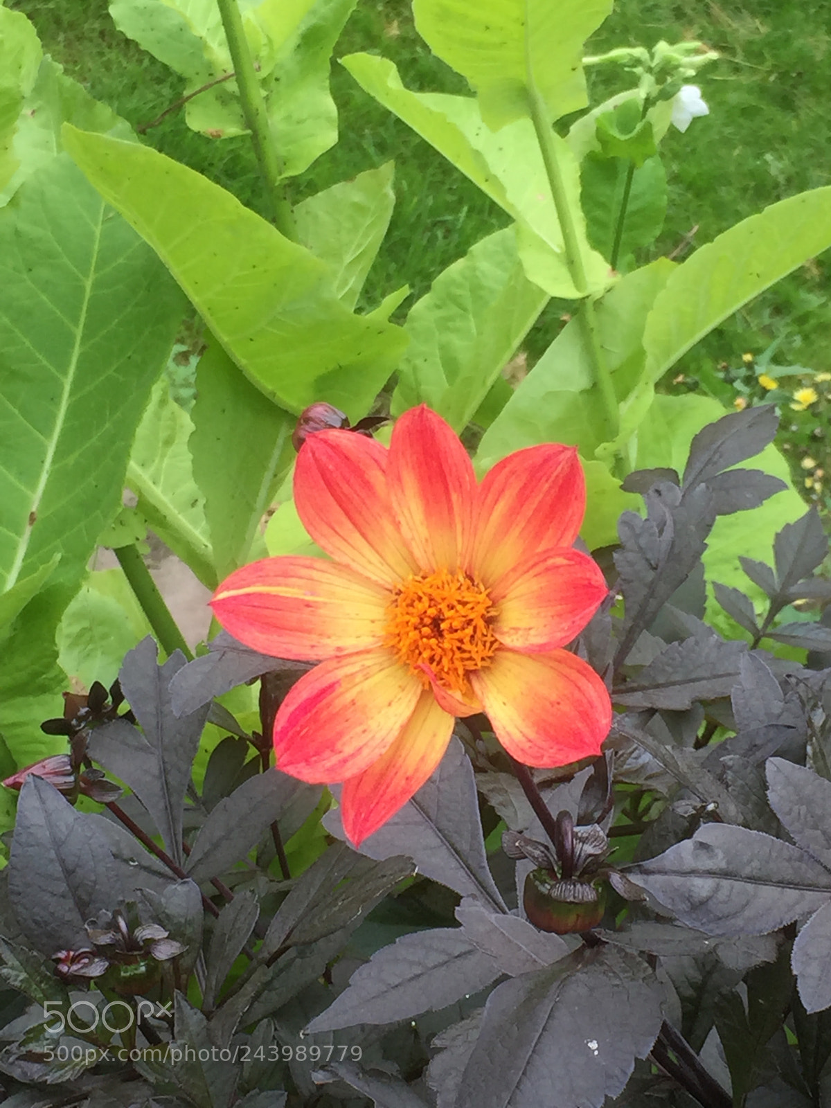 Apple iPhone 6 sample photo. Untitled photography