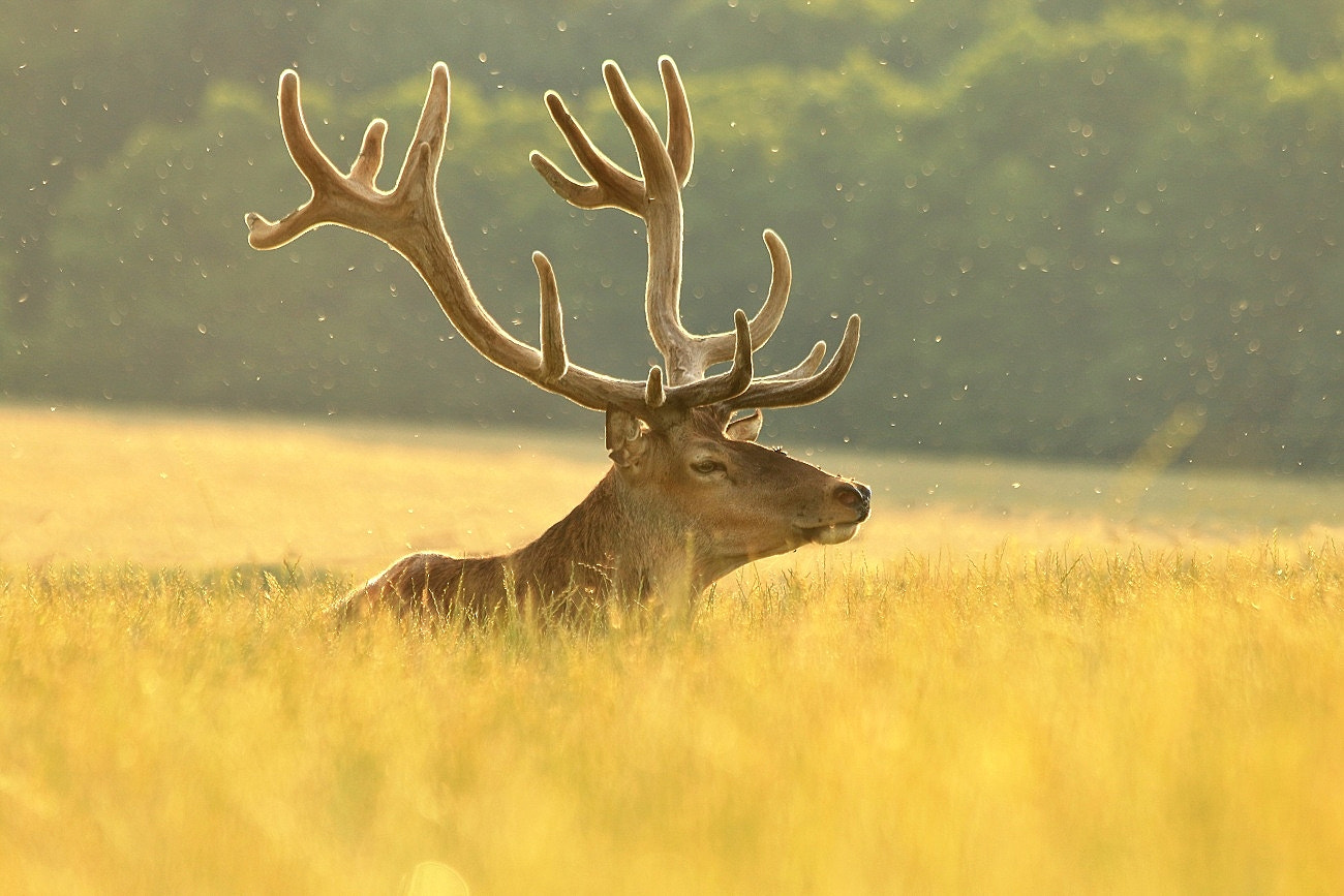 Canon EF 70-300mm F4-5.6 IS USM sample photo. Deer photography