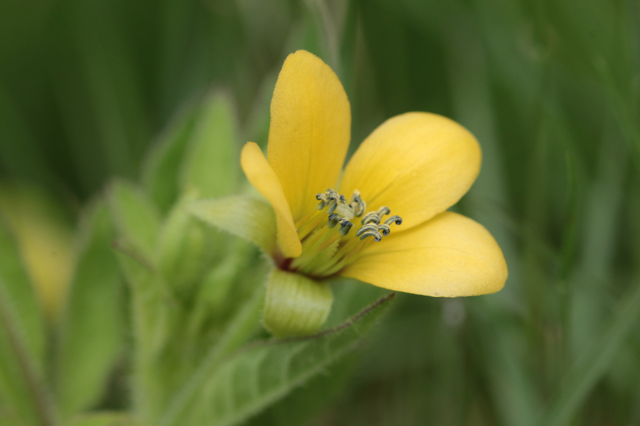 Canon EF 22-55mm f/4-5.6 USM sample photo. Yellow flower photography