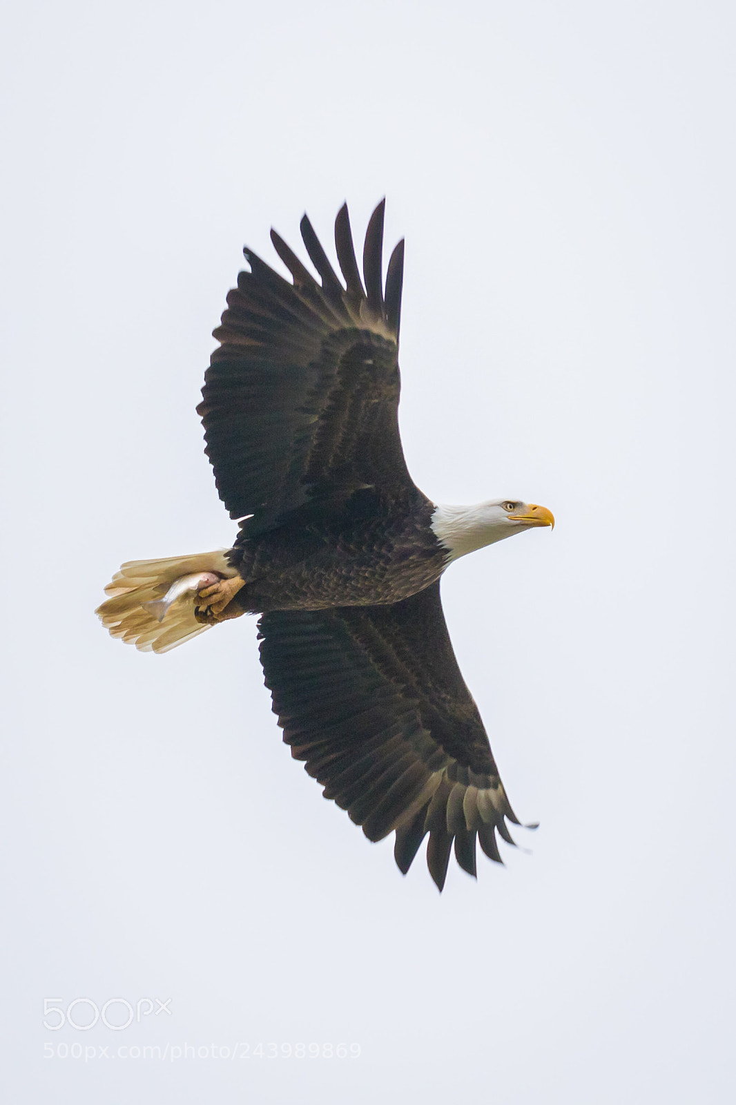 Canon EOS 7D Mark II sample photo. Flying high with a photography