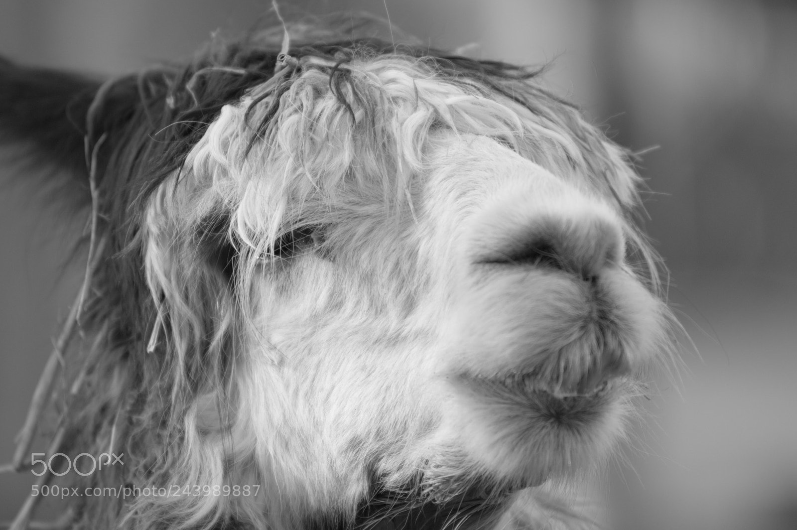 Nikon D3200 sample photo. Paradise wildlife park (of ) photography
