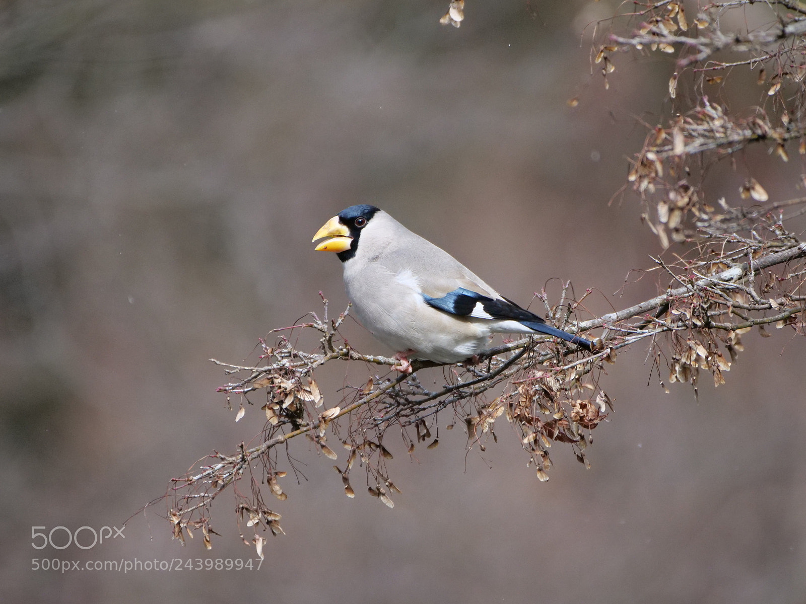 Panasonic Lumix DC-G9 sample photo. Japanese grosbeak photography
