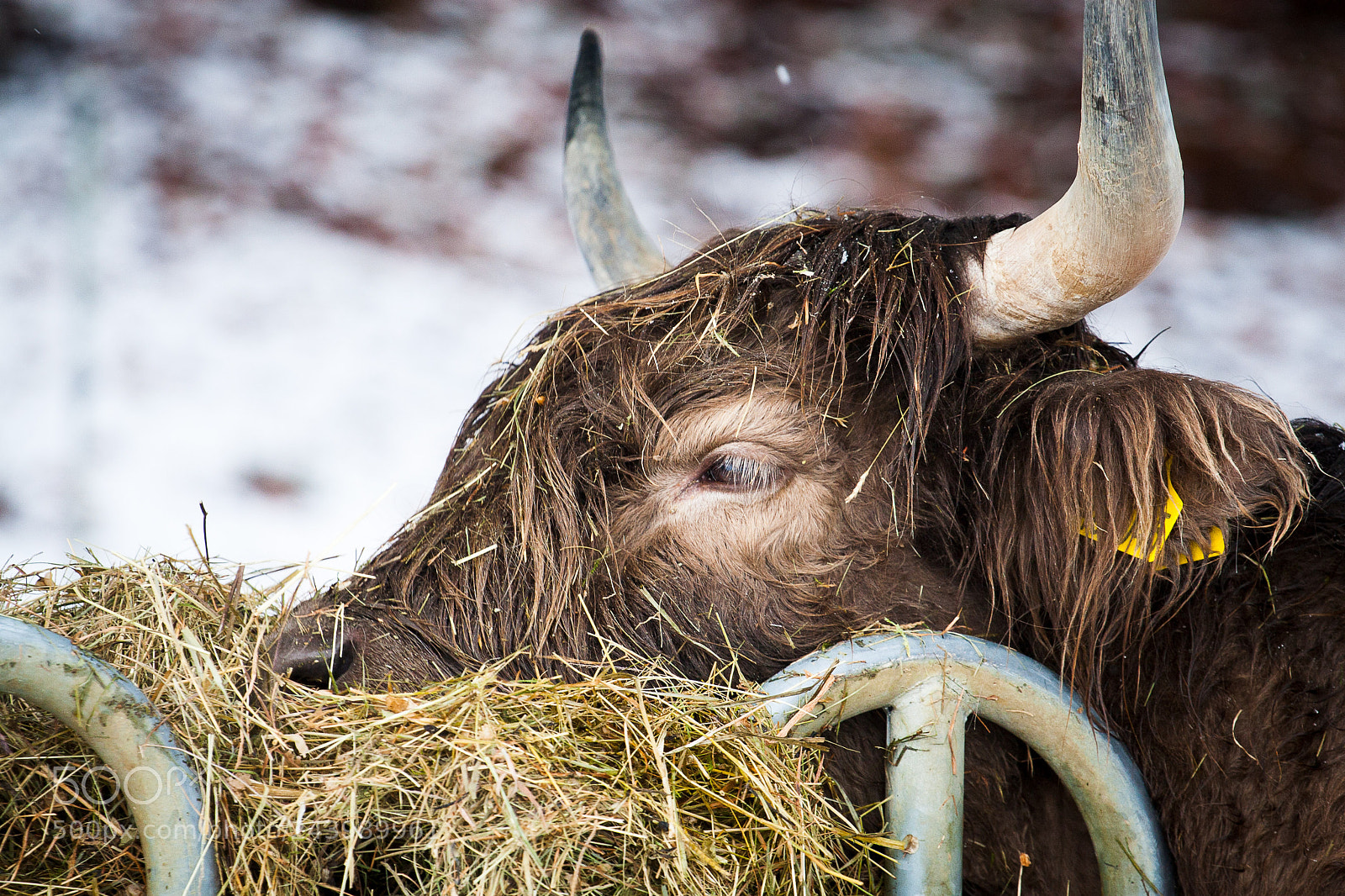 Canon EOS 30D sample photo. Highland cattle photography