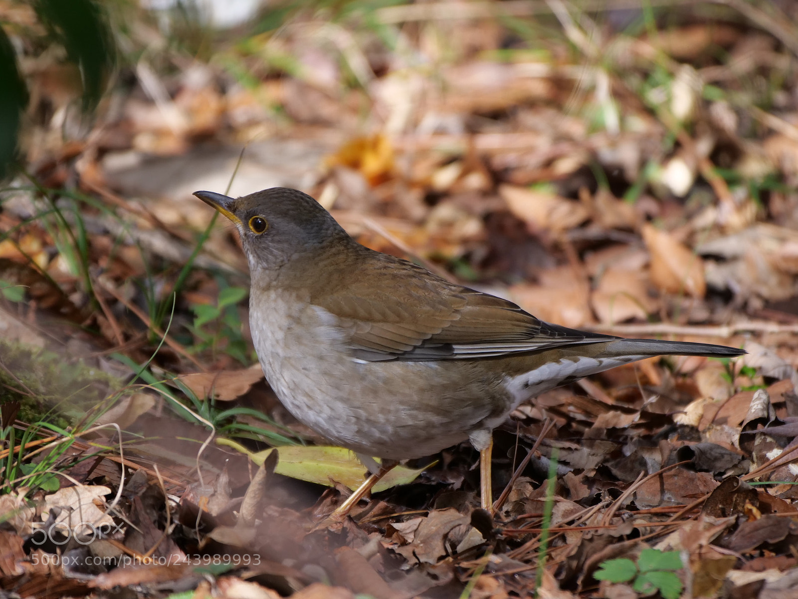 Panasonic Lumix DC-G9 sample photo. Pale thrush photography