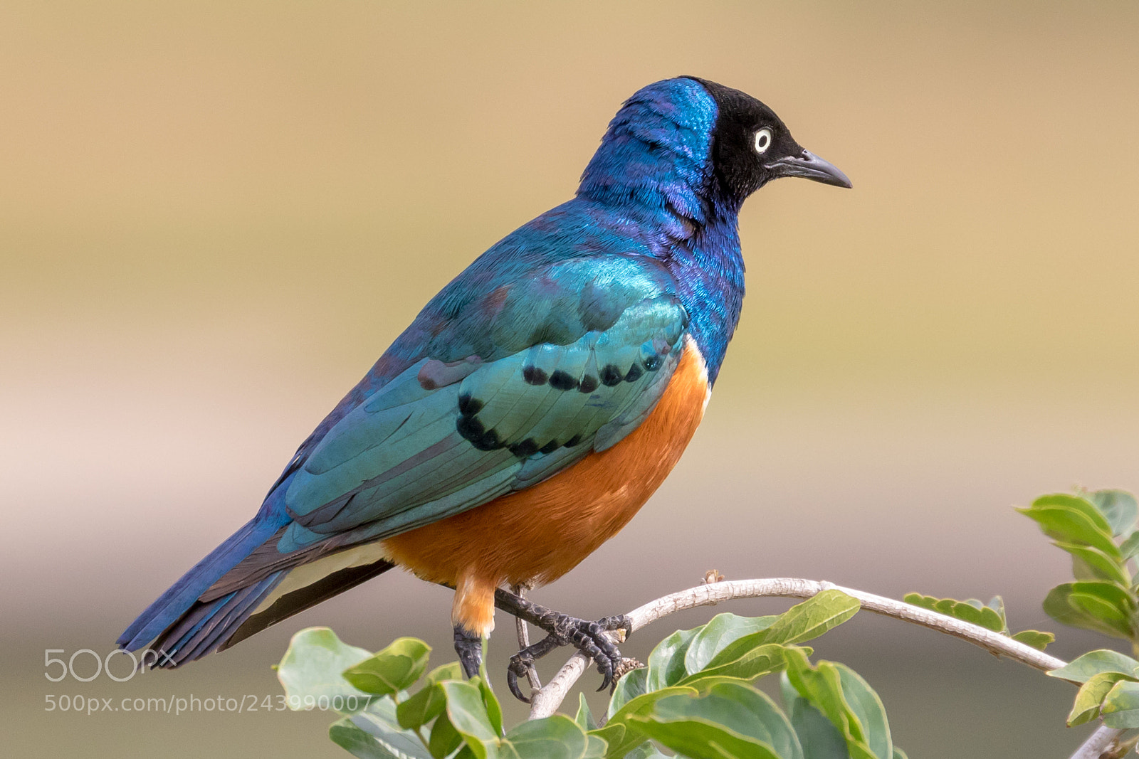 Canon EOS 7D Mark II sample photo. Superb starling photography