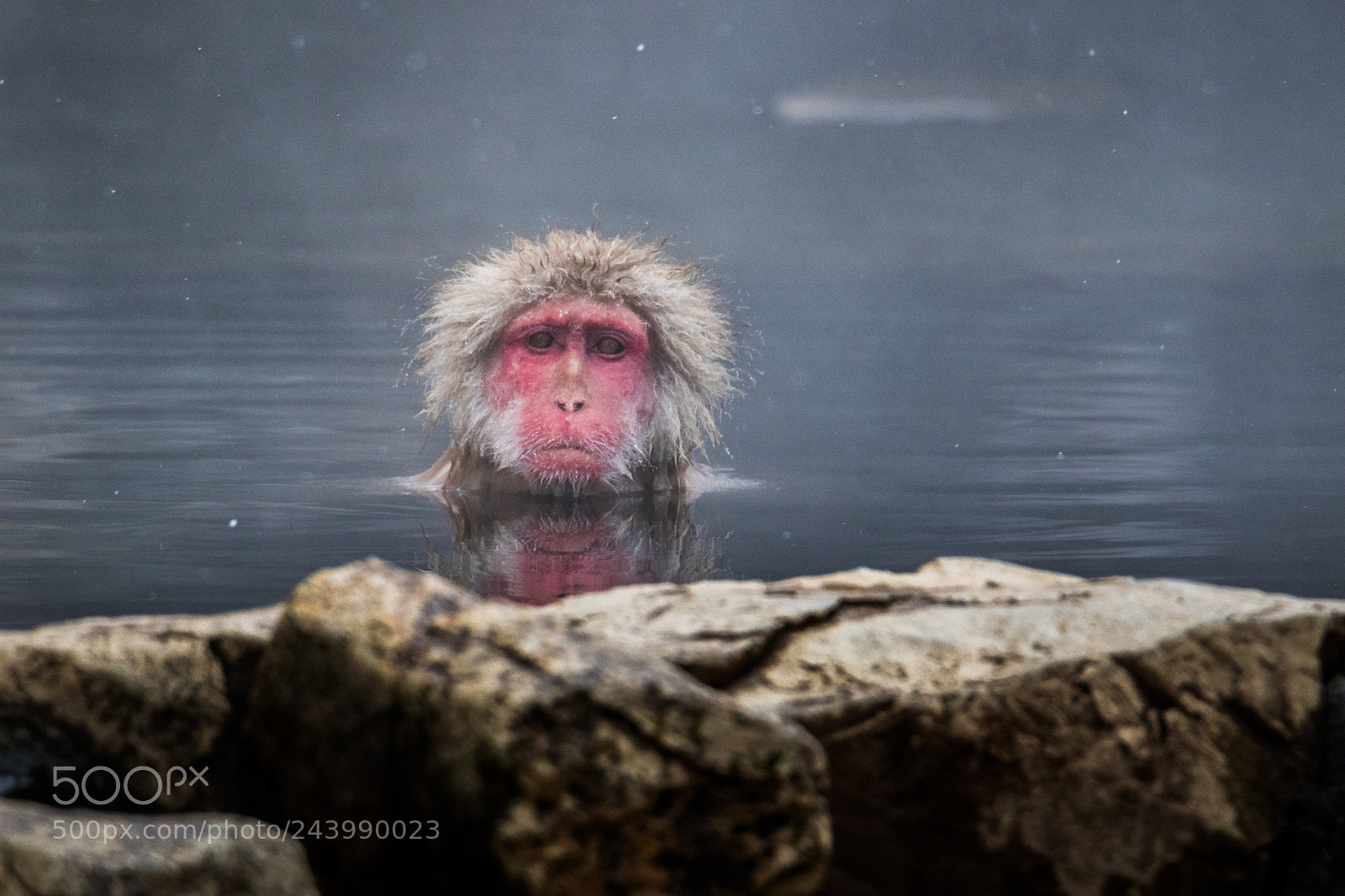 Canon EOS 7D Mark II sample photo. Snow monkey in onsen photography