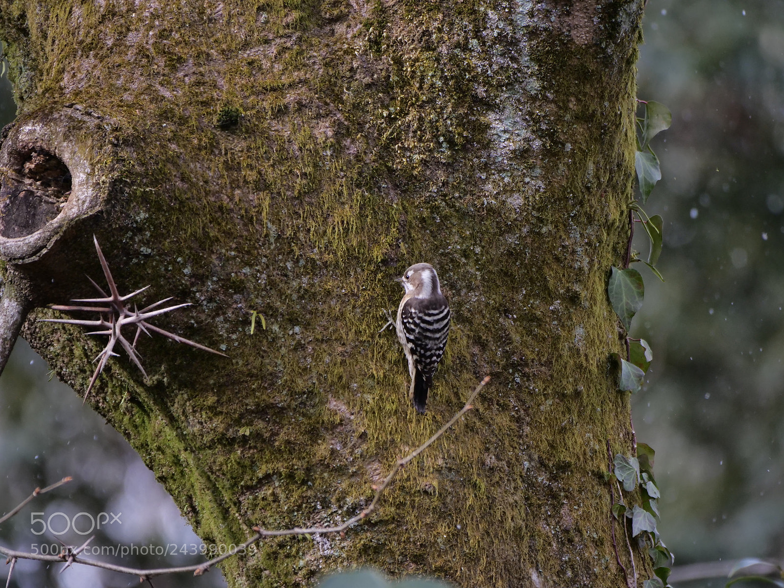 Panasonic Lumix DC-G9 sample photo. Let's dig here! photography