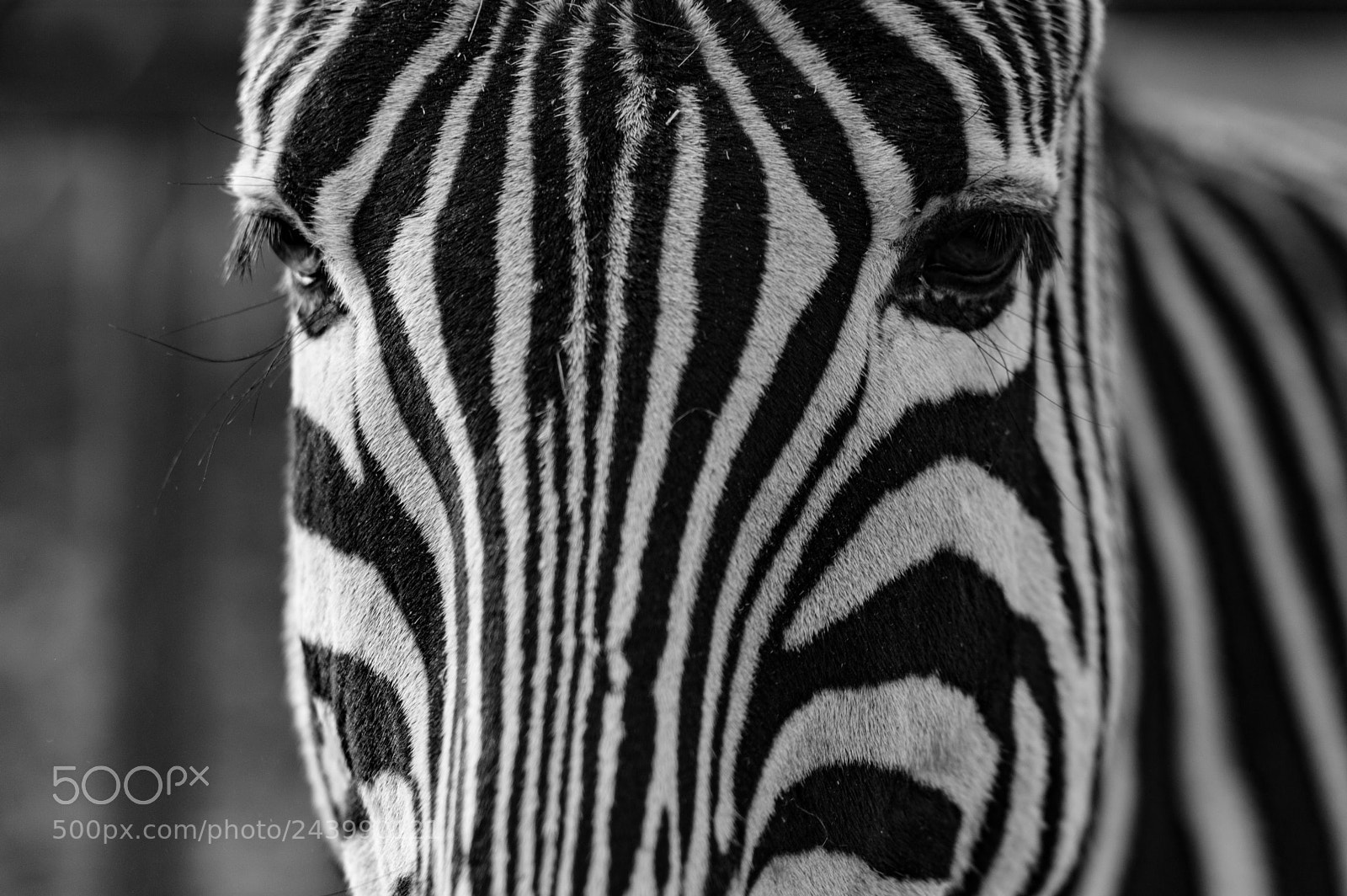 Nikon D3200 sample photo. Paradise wildlife park (of ) photography