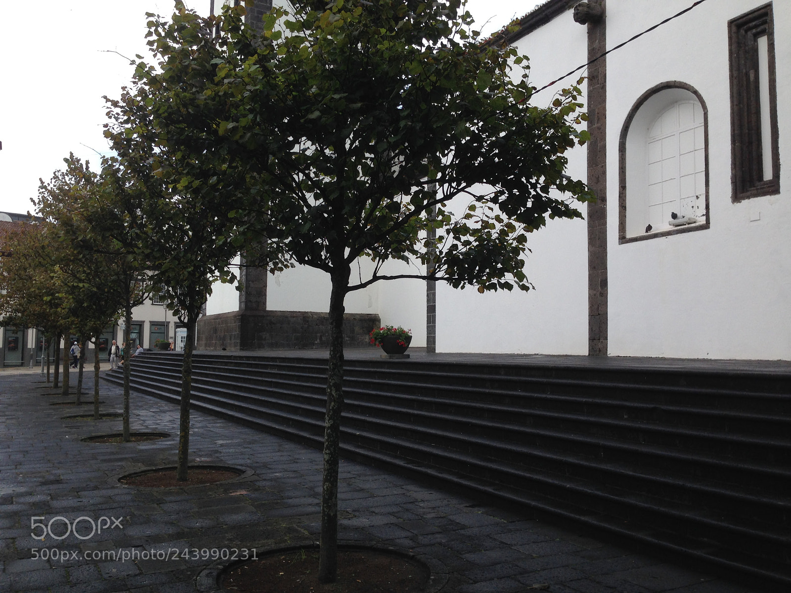 Apple iPhone 5 sample photo. Azores trees photography
