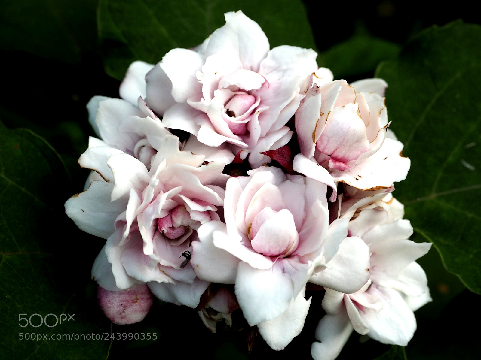 Olympus PEN E-PL7 sample photo. A natural boquet photography