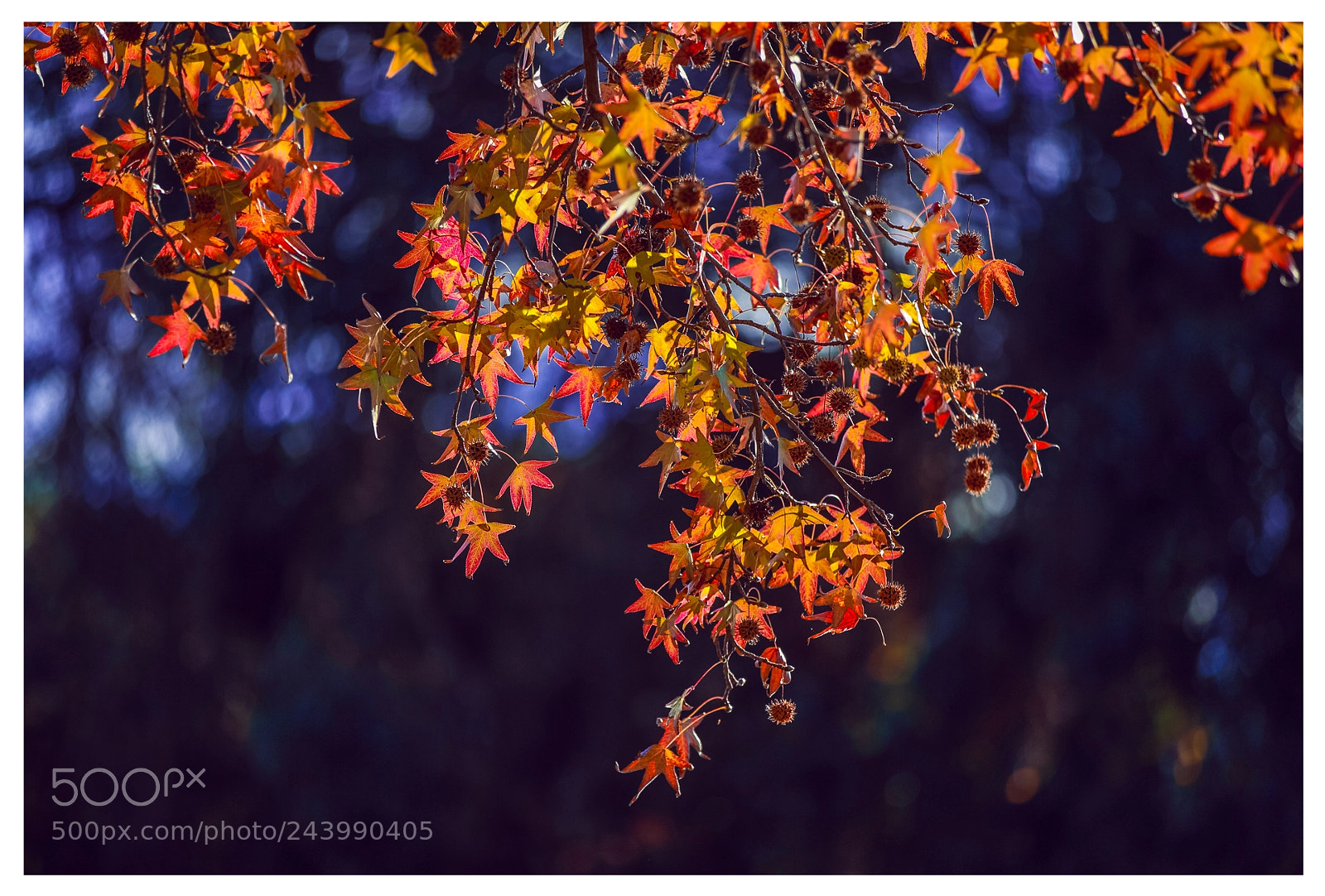 Canon EOS-1D X sample photo. Hq photography