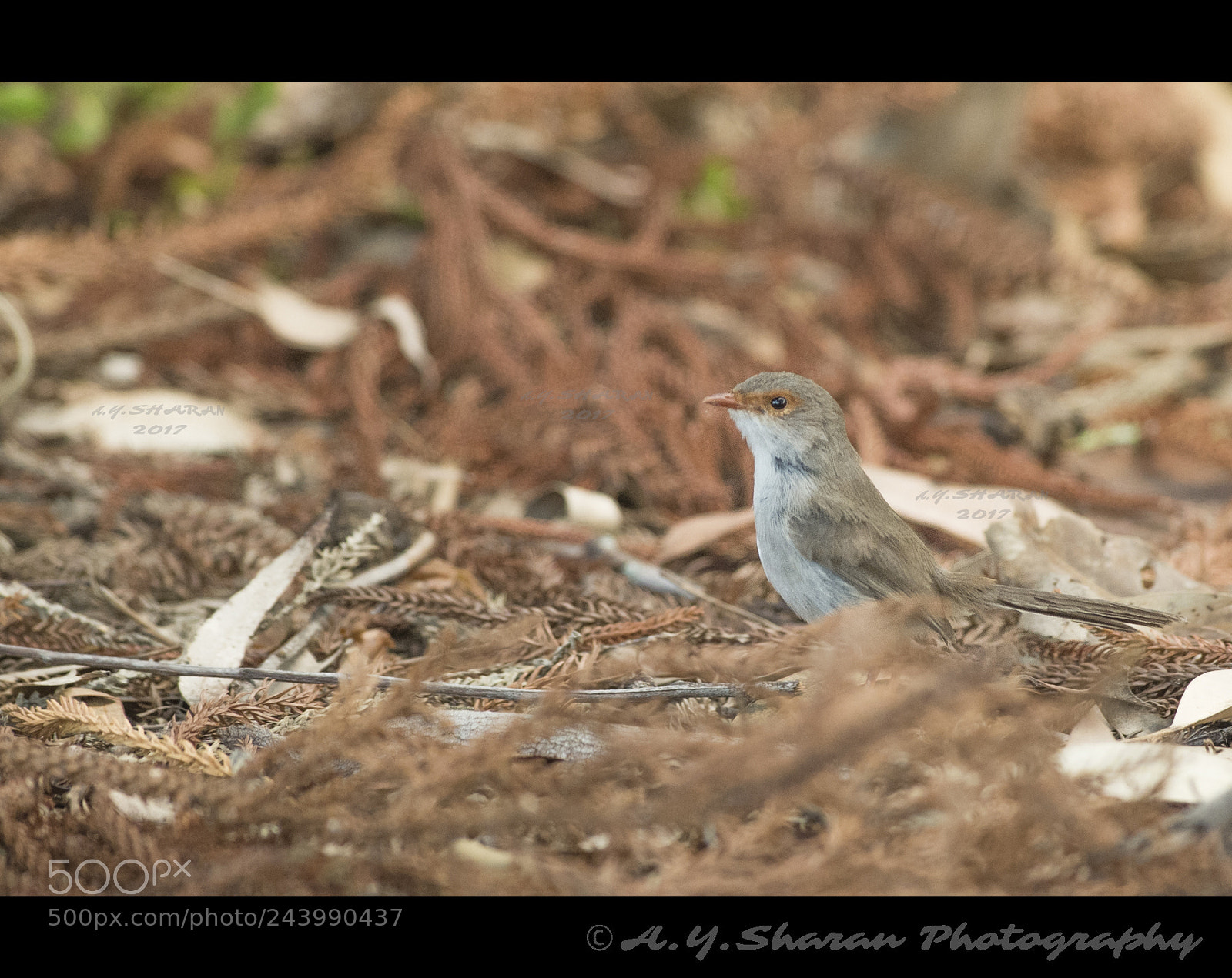 Pentax K-50 sample photo. Superb fairywren photography