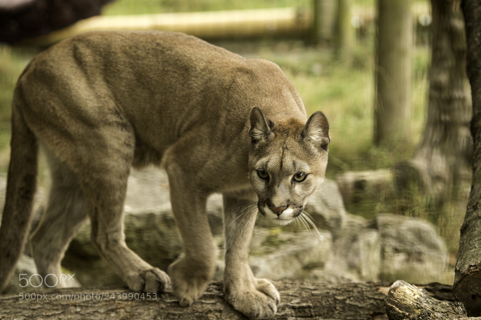 Nikon D5 sample photo. Mountain lion series photography